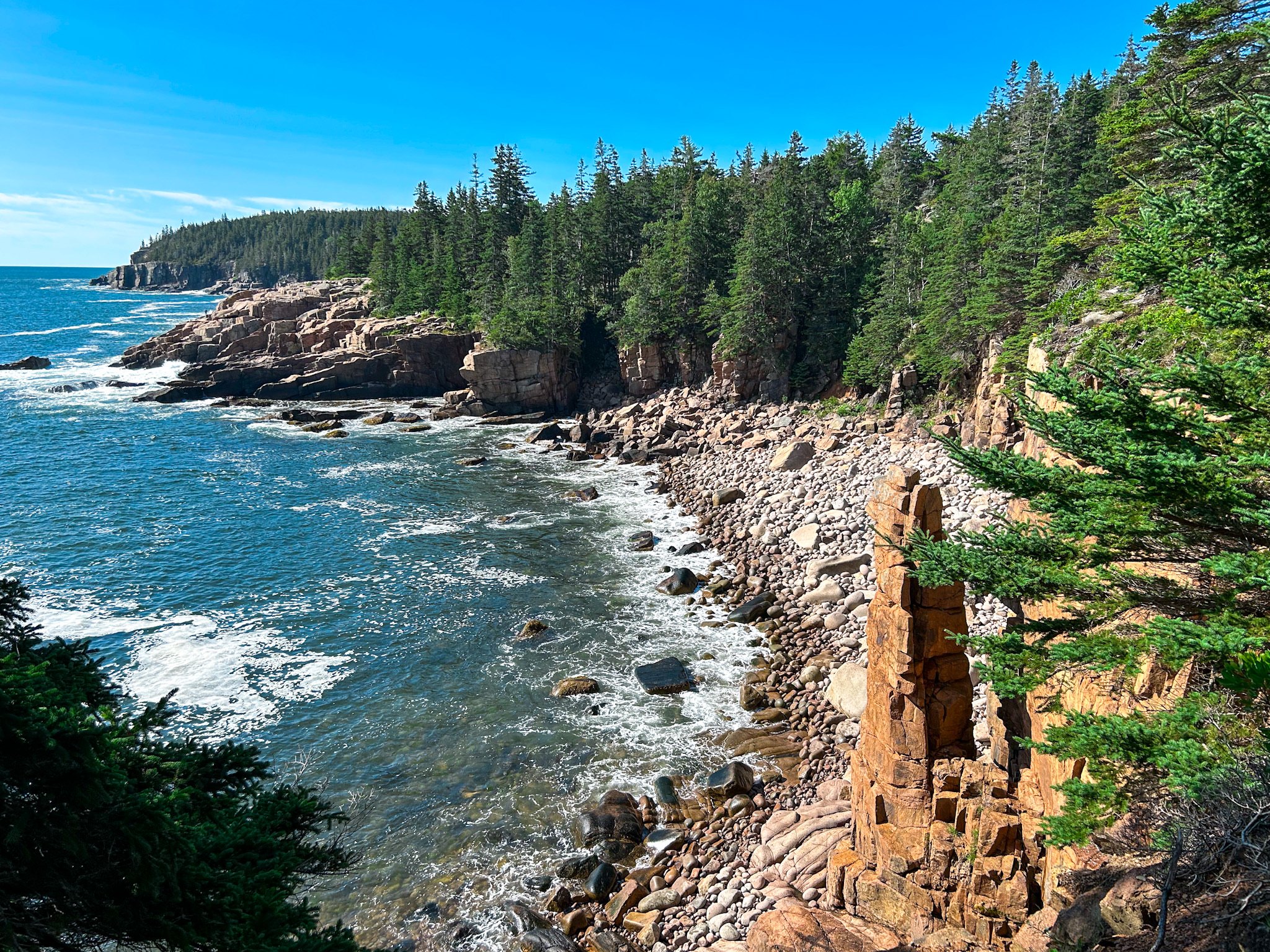 Forested cliffs along Acadia’s rocky coastline